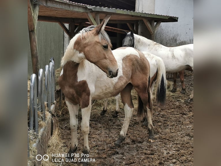 Mustang (amerikaans) Mix Merrie 1 Jaar Palomino in BETTELDORF