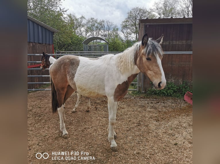 Mustang (amerikaans) Mix Merrie 1 Jaar Palomino in BETTELDORF