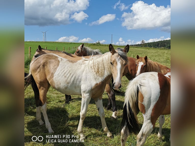 Mustang (amerikaans) Mix Merrie 1 Jaar Palomino in BETTELDORF