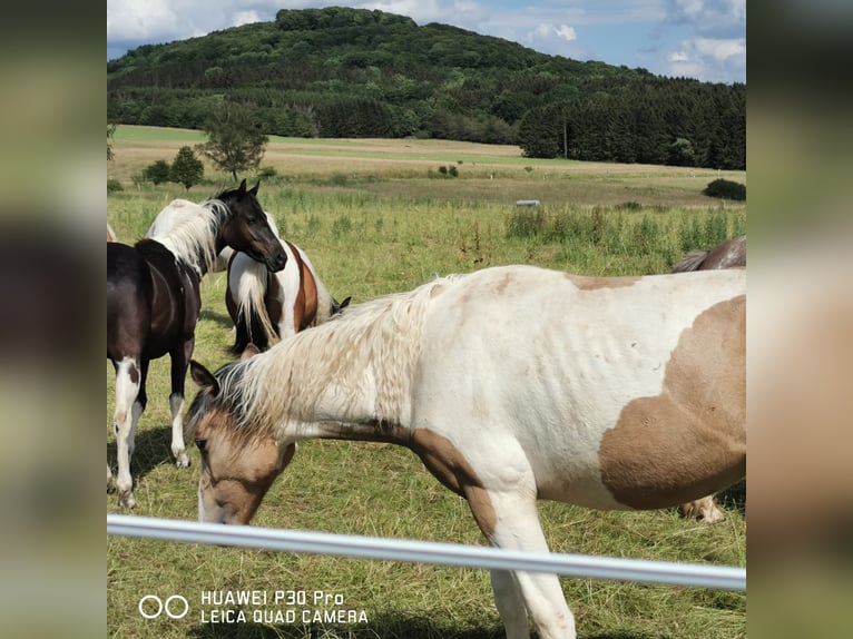 Mustang (amerikaans) Mix Merrie 1 Jaar Palomino in BETTELDORF