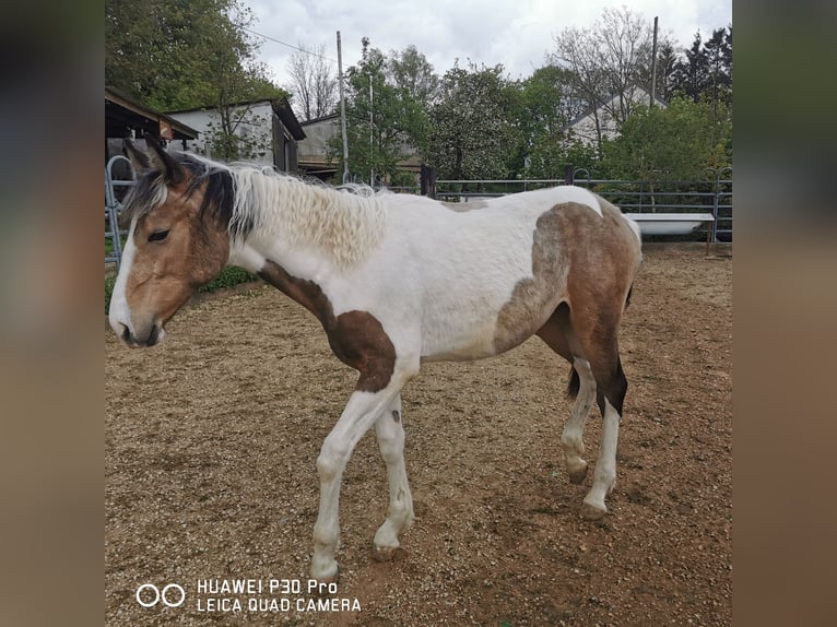 Mustang (amerikaans) Mix Merrie 1 Jaar Palomino in BETTELDORF