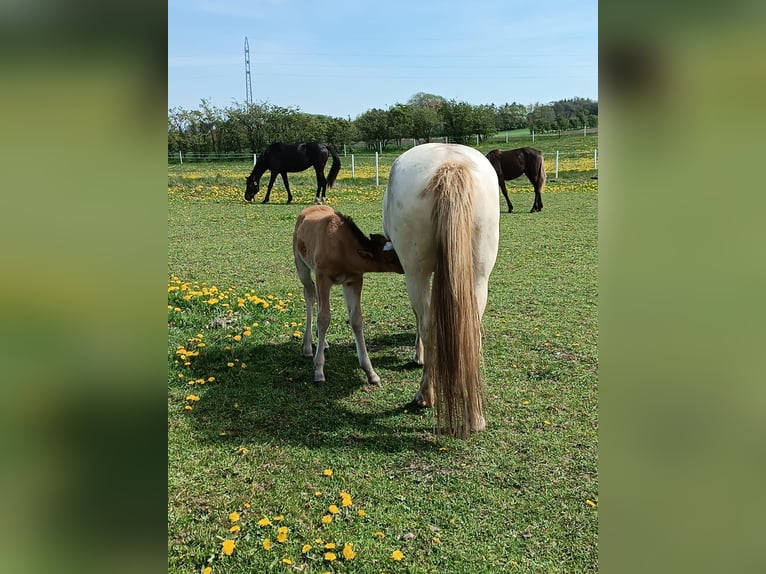 Mustang (amerikaans) Merrie 2 Jaar 150 cm Pearl in Kalkar