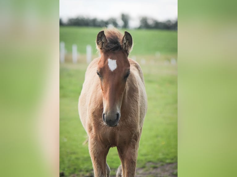 Mustang (amerikaans) Merrie 2 Jaar 150 cm Pearl in Kalkar