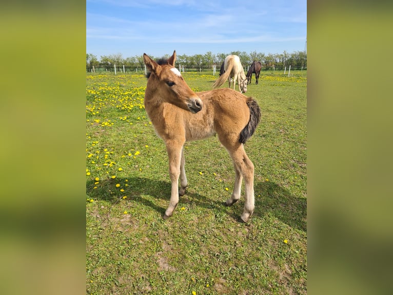 Mustang (amerikaans) Merrie 2 Jaar 150 cm Pearl in Kalkar