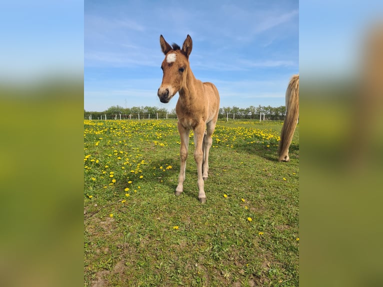 Mustang (amerikaans) Merrie 2 Jaar 150 cm Pearl in Kalkar