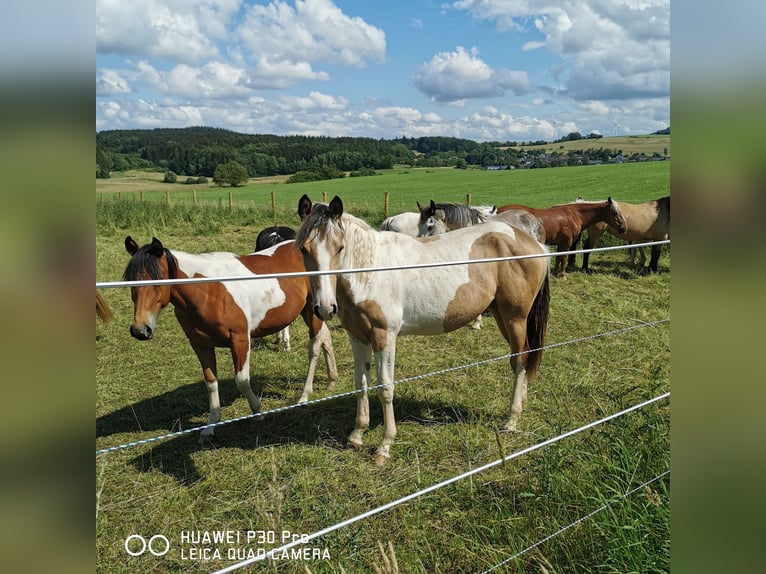 Mustang (amerikaans) Mix Merrie 2 Jaar Palomino in BETTELDORF