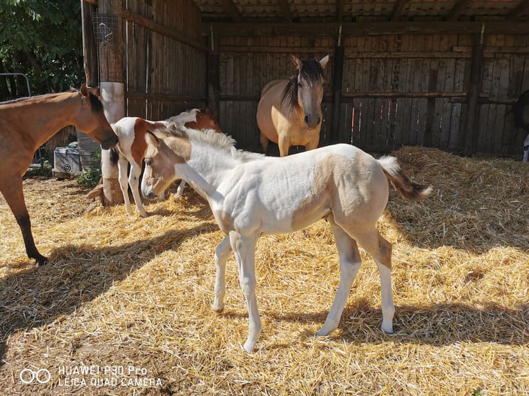 Mustang (amerikaans) Mix Merrie 2 Jaar Palomino in BETTELDORF