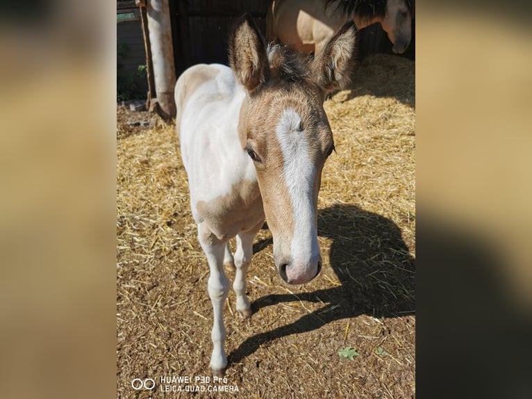 Mustang (amerikaans) Mix Merrie 2 Jaar Palomino in BETTELDORF