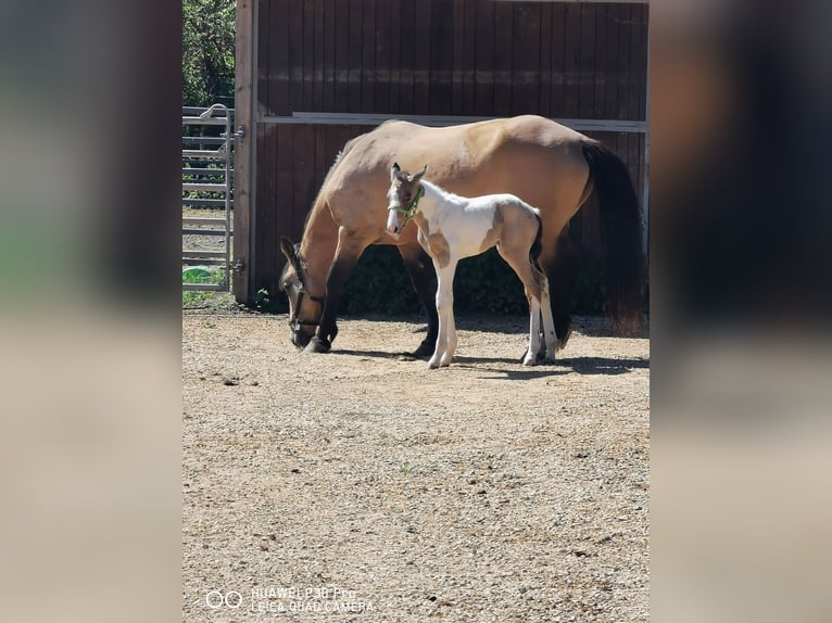 Mustang (amerikaans) Mix Merrie 2 Jaar Palomino in BETTELDORF