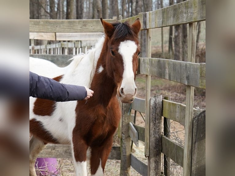 Mustang (amerikaans) Merrie 3 Jaar 150 cm Tobiano-alle-kleuren in USA