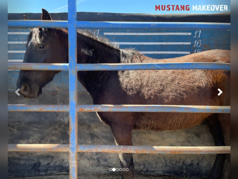 Mustang (amerikaans) Merrie 4 Jaar 147 cm Bruin in Taunusstein