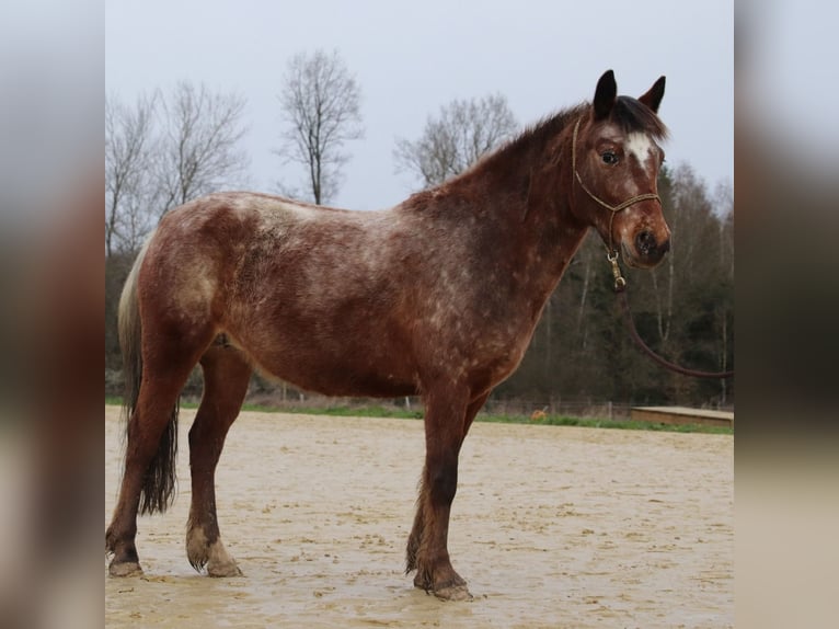 Mustang (amerikaans) Merrie 5 Jaar 143 cm Appaloosa in Niederkumbd