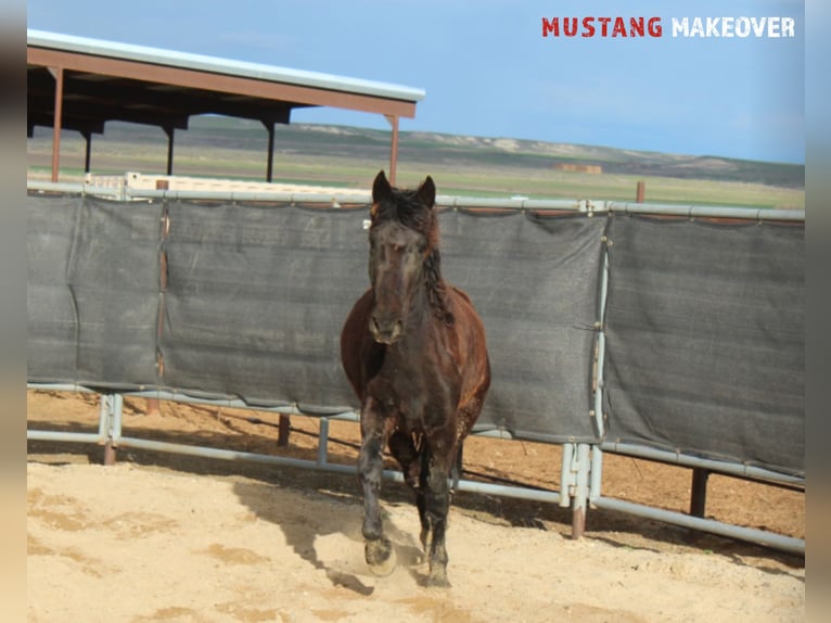 Mustang (amerikaans) Merrie 5 Jaar 145 cm Zwart in Taunusstein