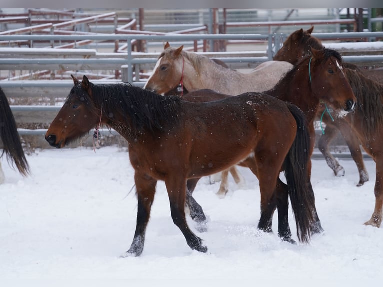 Mustang (amerikaans) Merrie 5 Jaar 155 cm Bruin in Taunusstein