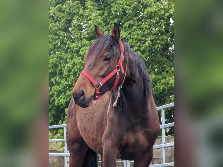 Mustang (amerikaans) Merrie 5 Jaar 155 cm Bruin in Taunusstein