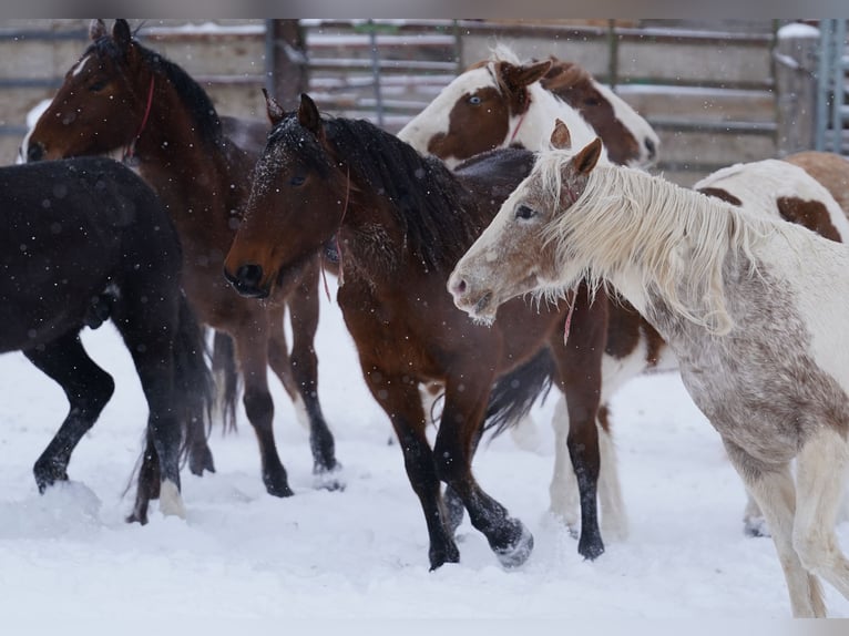 Mustang (amerikaans) Merrie 5 Jaar 155 cm Bruin in Taunusstein