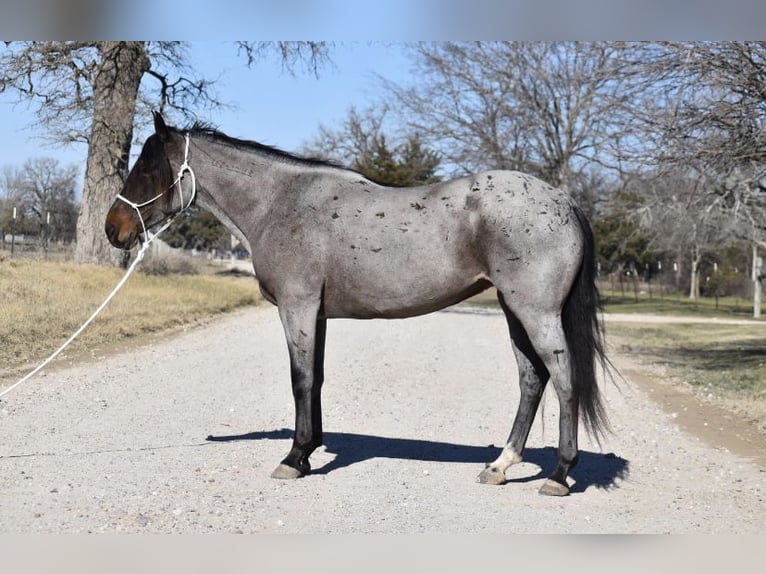 Mustang (amerikaans) Merrie 6 Jaar Roan-Bay in Floresville