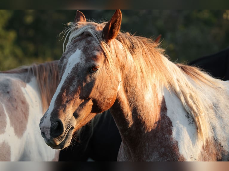 Mustang (amerikaans) Merrie 7 Jaar 149 cm Gevlekt-paard in Geislingen an der Steige Aufhausen