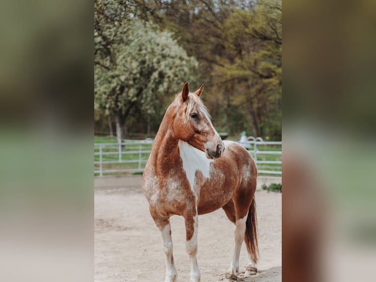 Mustang (amerikaans) Merrie 7 Jaar 149 cm Gevlekt-paard in Geislingen an der Steige Aufhausen