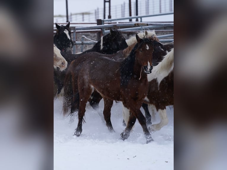 Mustang (amerikaans) Merrie 7 Jaar 155 cm Bruin in Köln