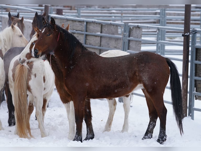 Mustang (amerikaans) Merrie 7 Jaar 155 cm Bruin in Köln