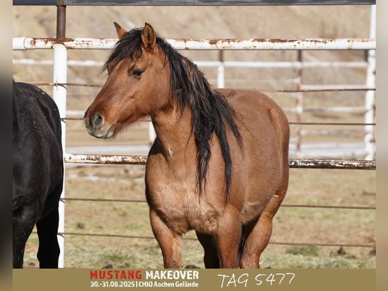 Mustang (amerikaans) Merrie 9 Jaar 149 cm Falbe in Taunusstein