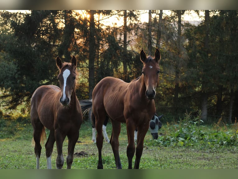 Mustang (amerikaans) Mix Merrie veulen (05/2024) 152 cm Donkere-vos in Einbeck