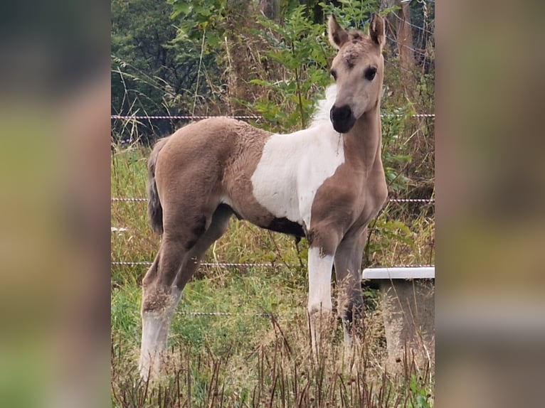 Mustang (amerikaans) Merrie veulen (08/2024) 155 cm Grullo in Maxsain