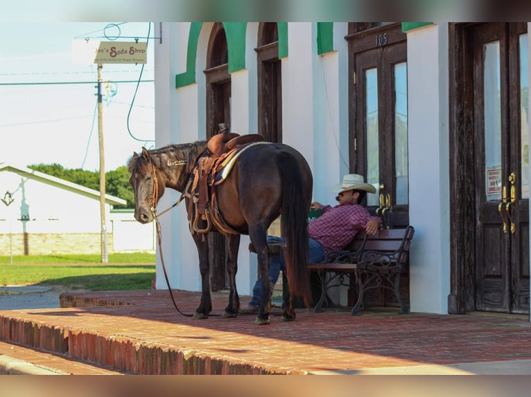 Mustang (amerikaans) Ruin 10 Jaar 142 cm Grullo in Stephenville TX