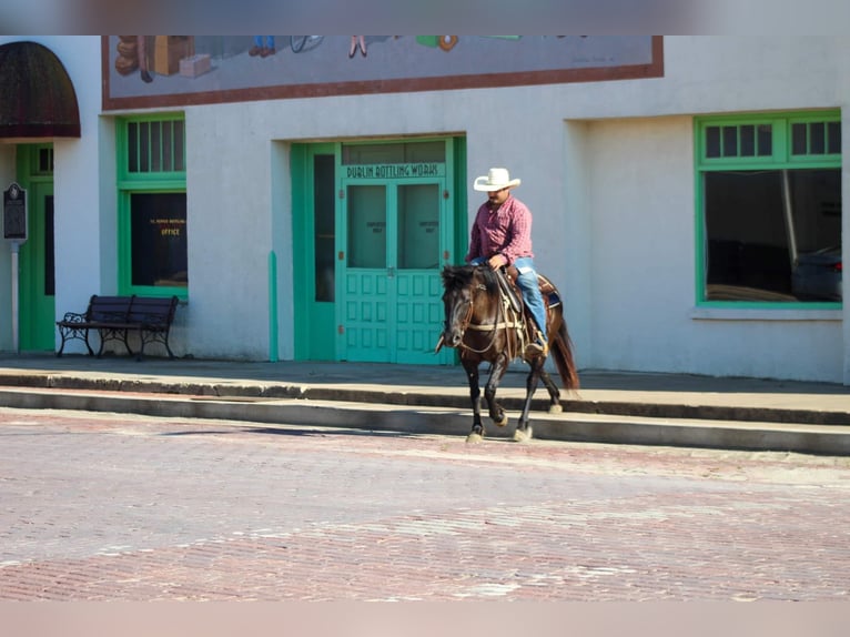 Mustang (amerikaans) Ruin 10 Jaar 142 cm Grullo in Stephenville TX