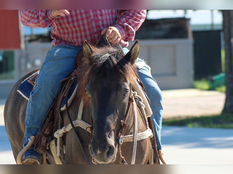 Mustang (amerikaans) Ruin 10 Jaar 142 cm Grullo in Stephenville TX