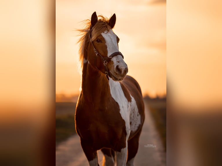 Mustang (amerikaans) Ruin 12 Jaar 151 cm Gevlekt-paard in Ratingen