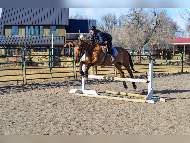 Mustang (amerikaans) Ruin 13 Jaar 157 cm Falbe in Fort Collins, CO