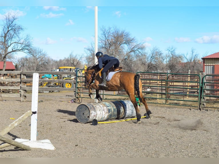 Mustang (amerikaans) Ruin 13 Jaar 157 cm Falbe in Fort Collins, CO