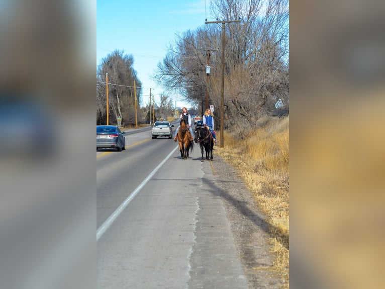 Mustang (amerikaans) Ruin 13 Jaar 157 cm Falbe in Fort Collins, CO