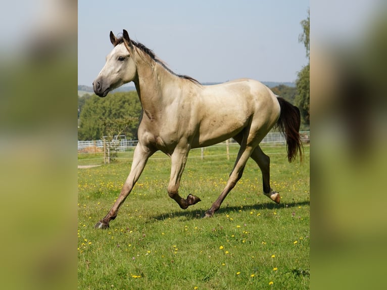 Mustang (amerikaans) Ruin 4 Jaar 148 cm Buckskin in Taunusstein