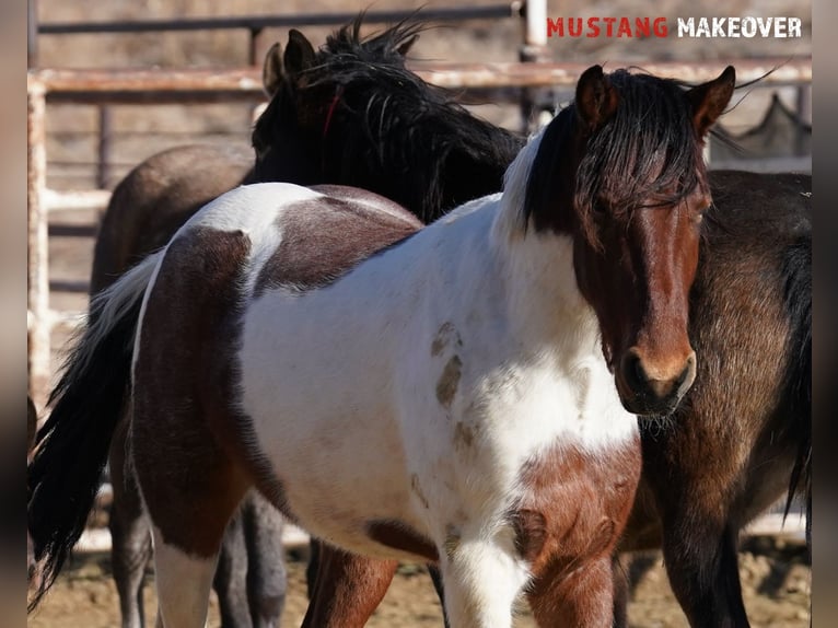 Mustang (amerikaans) Ruin 4 Jaar 149 cm Gevlekt-paard in Taunusstein