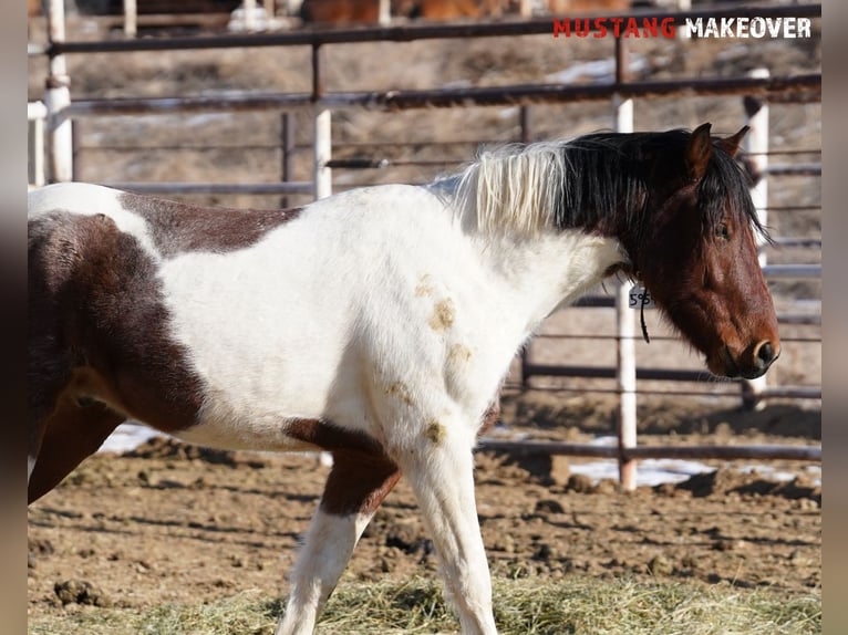 Mustang (amerikaans) Ruin 4 Jaar 149 cm Gevlekt-paard in Taunusstein