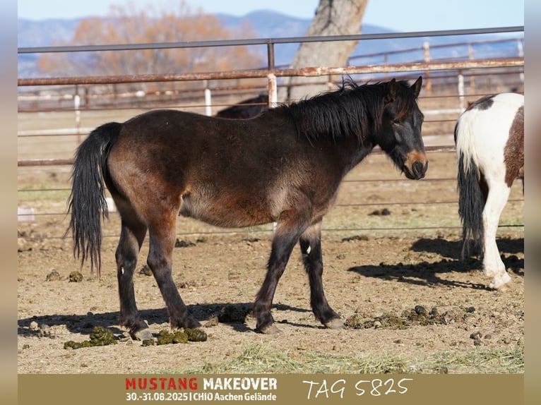 Mustang (amerikaans) Ruin 4 Jaar 151 cm Buckskin in Taunusstein