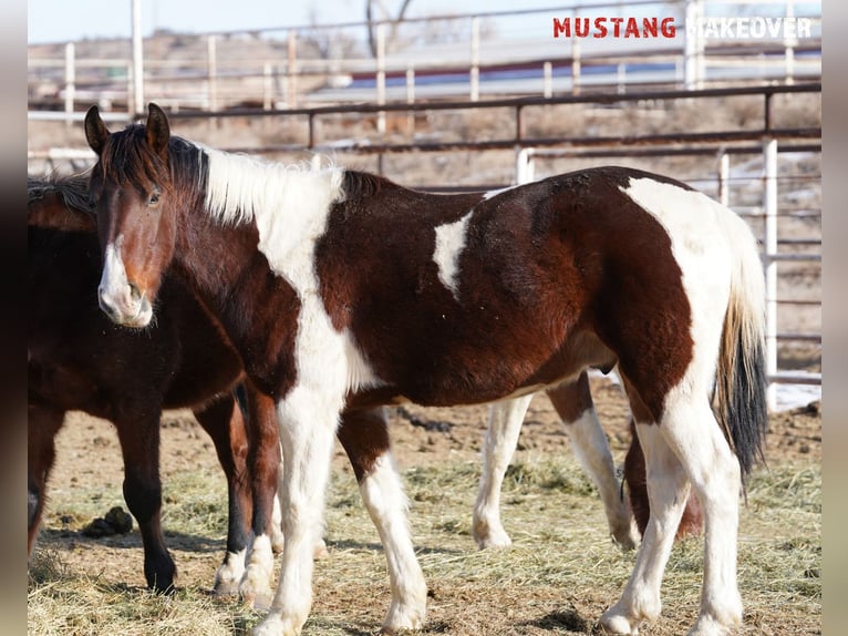 Mustang (amerikaans) Ruin 4 Jaar 153 cm Gevlekt-paard in Taunusstein