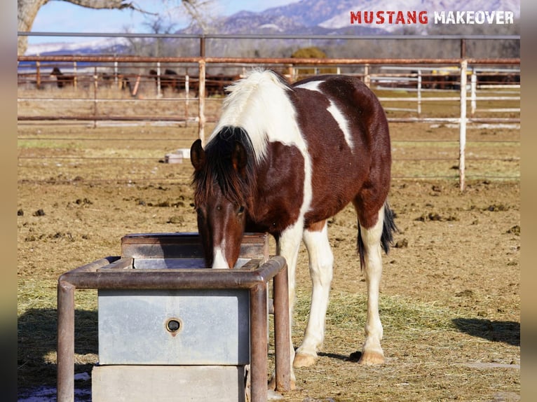 Mustang (amerikaans) Ruin 4 Jaar 153 cm Gevlekt-paard in Taunusstein