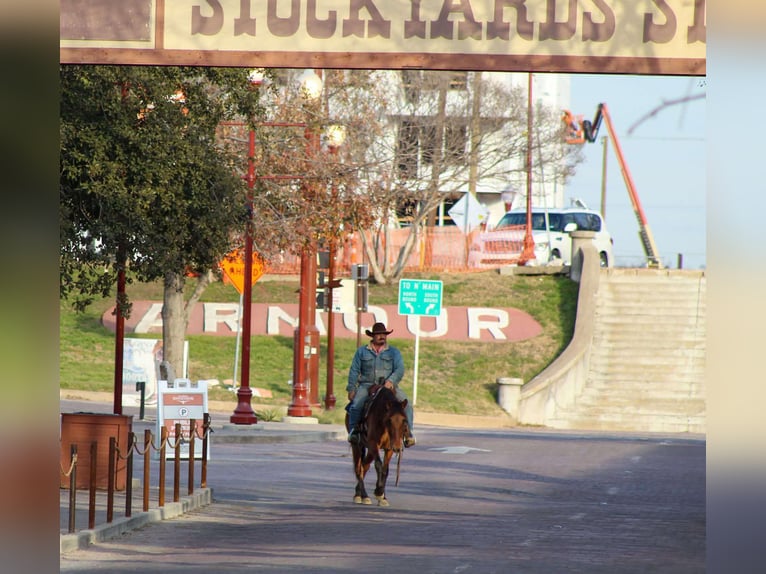 Mustang (amerikaans) Ruin 6 Jaar 142 cm Falbe in Stephenville TX