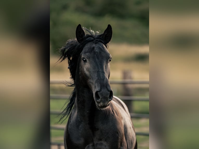 Mustang (amerikaans) Ruin 6 Jaar 147 cm Zwart in Weatherford, TX