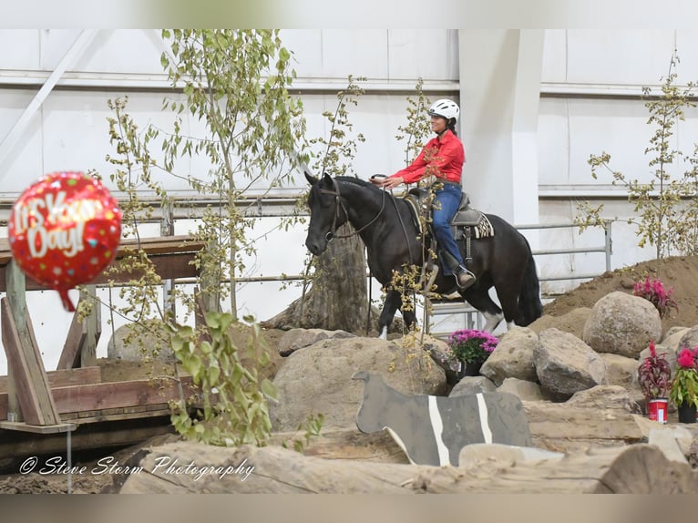 Mustang (amerikaans) Ruin 6 Jaar 147 cm Zwart in Weatherford, TX