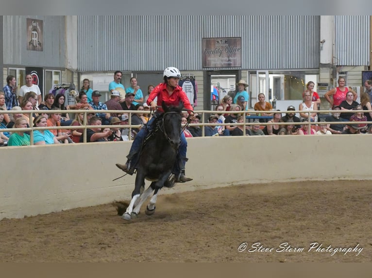 Mustang (amerikaans) Ruin 6 Jaar 147 cm Zwart in Weatherford, TX