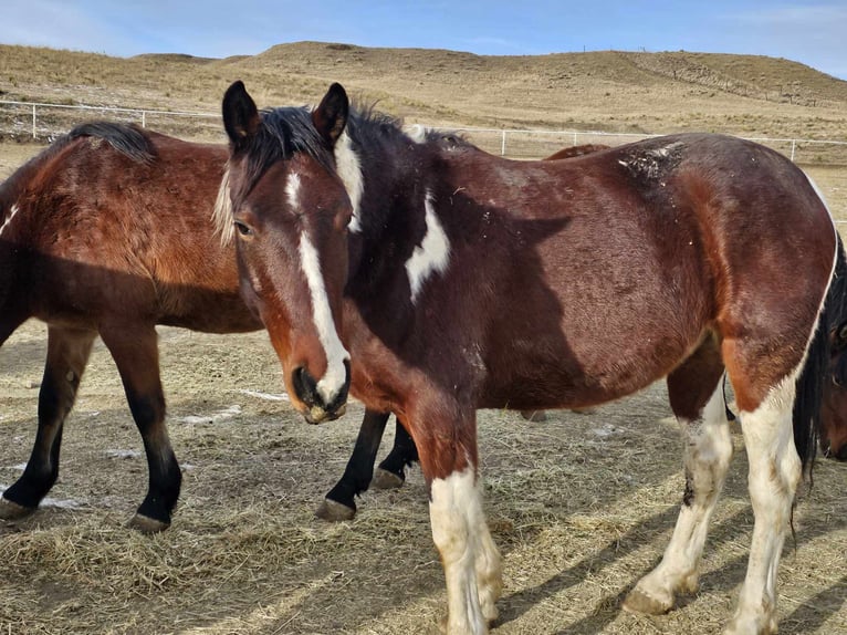 Mustang (amerikaans) Ruin 6 Jaar 155 cm Gevlekt-paard in Amerika