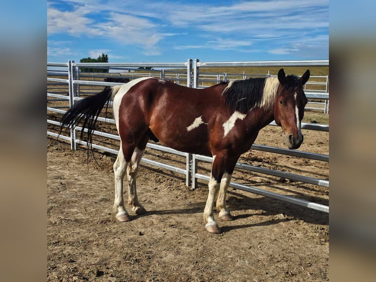 Mustang (amerikaans) Ruin 6 Jaar 155 cm Gevlekt-paard in Amerika