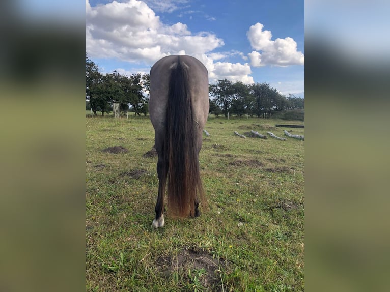 Mustang (amerikaans) Ruin 7 Jaar 160 cm Grullo in Stoholm