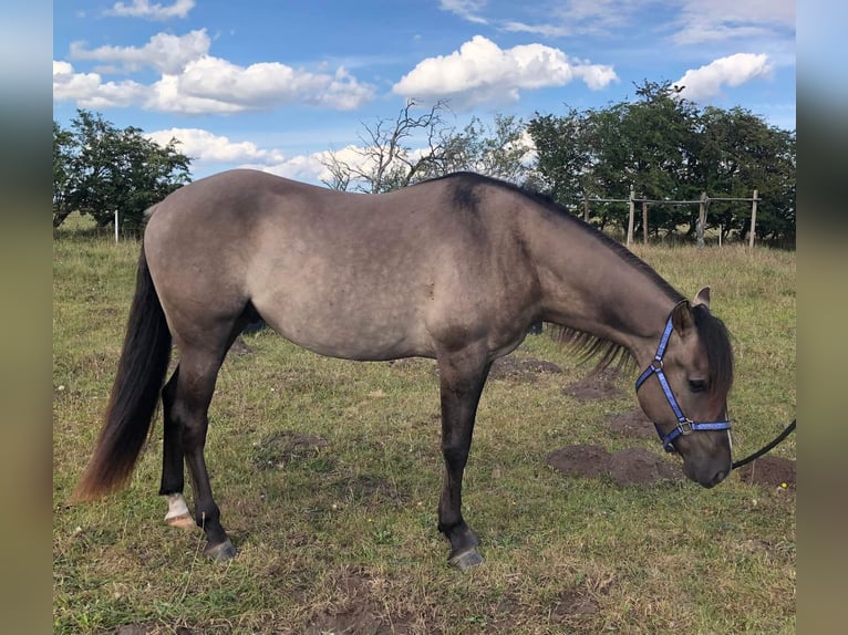 Mustang (amerikaans) Ruin 7 Jaar 160 cm Grullo in Stoholm