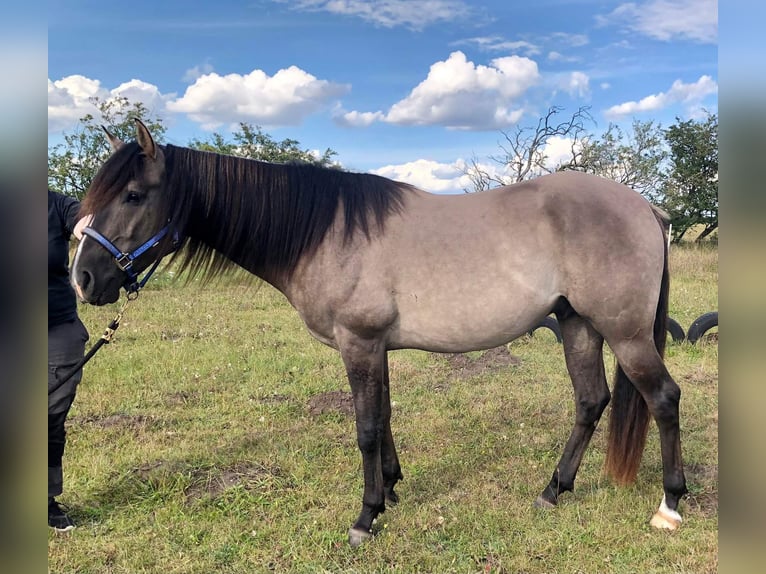 Mustang (amerikaans) Ruin 7 Jaar 160 cm Grullo in Stoholm